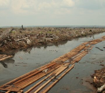 Deforestasi Hutan Indonesia 360x320