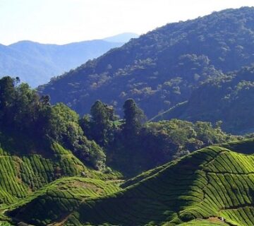 Perkebunan Teh Tanah Bukit 360x320